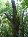 Torzo jednoho ze starých ovocných stromů ve Vlčí. Ačkoliv snímek nebyl pořízen přímo na vykoupených pozemcích, nýbrž v jiné části poměrně rozlehlé lokality, dobře ilustruje ráz tamní krajiny (foto Jan Moravec)